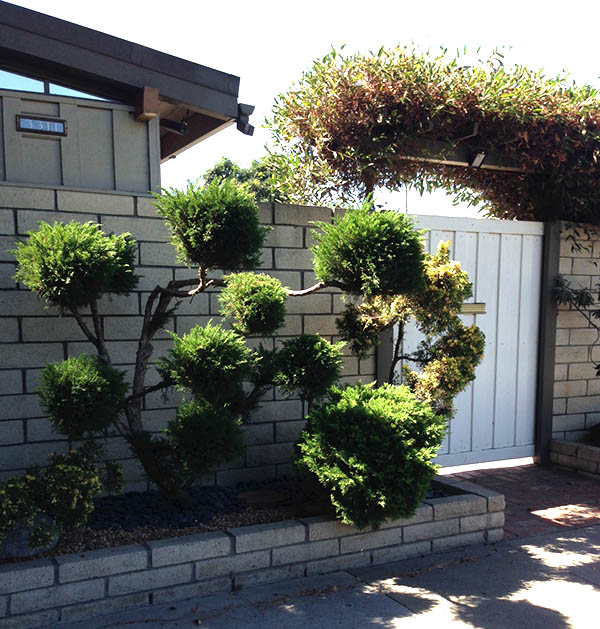 Pompom juniper in front of ranch home